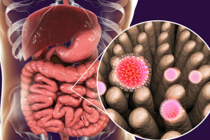 Een ingezoomed beeld van de bacteriën in de dikke darm.